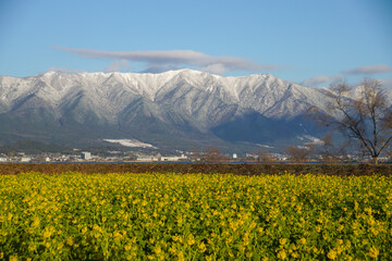 菜の花と比良山系