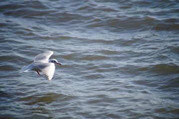 琵琶湖のかもめ