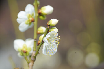 大阪城公園の白梅