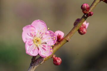 大阪城公園の紅梅