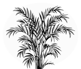 Obraz premium A detailed black and white illustration of a lush palm tree within a circular frame