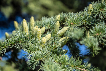 Young conifer cones developing among soft needles, clear sky highlights, fresh spring growth and botanical symmetry, vivid greens