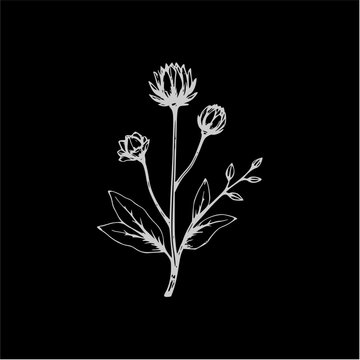 Botanical illustration of a clover flower with buds and leaves on a black background, a simple and elegant line art drawing