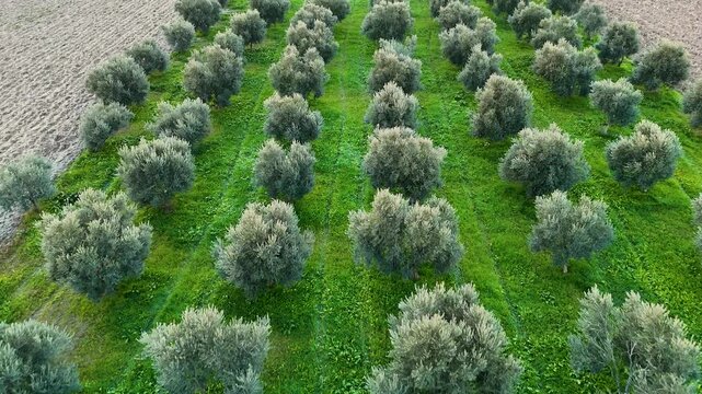 Aerial top-down drone footage of a lush green olive orchard with perfectly aligned symmetrical rows of trees on a vibrant grass field in a remote rural countryside farming area landscape.
