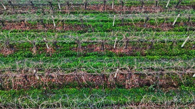 Detailed top-down aerial drone shot of a structured vineyard in early spring. Parallel rows of dormant vines contrast with the vibrant green ground cover on a professional rural winery farm.