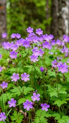 Purple Wildflowers in Forest Clearing.