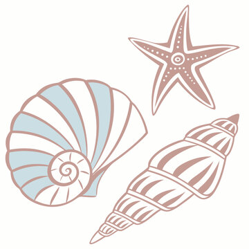 Seashells and starfish illustration