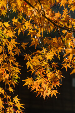 日本　広島県庄原市東城町にある帝釈峡の上帝釈の紅葉