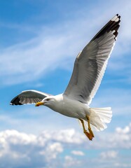Fototapeta premium A seagull gracefully soars against a backdrop of a clear, blue sky