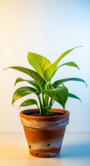 Fototapeta premium A vibrant green houseplant in a terracotta pot sitting on a light wooden surface, symbolizing home decor, freshness, and organic growth, container, interior, gardening