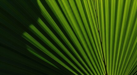 Obraz premium Detailed texture of a large, vibrant tropical palm leaf bathed in natural sunlight, showcasing deep emerald and lime green hues perfect for backgrounds, growth, vitality, natural