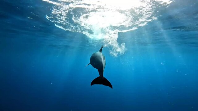 Graceful Dolphin Swimming Underwater With Sunlight Rays Creating Peaceful Ocean Wildlife Scene