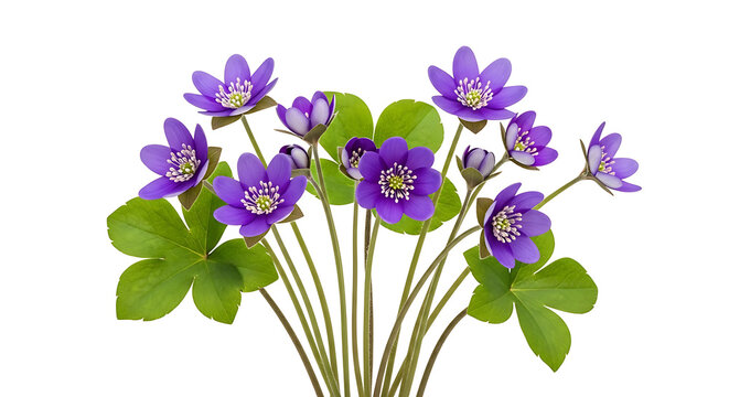 Beautiful purple hepatica nobilis flowers bouquet isolated on white background, spring floral
