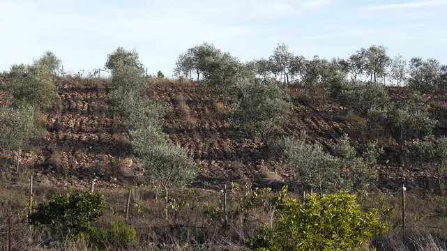 Close up view of a young olive tree plantation, showing orderly rows of saplings growing In rich, tilled soil under the bright sky. Steady camera. 4K.