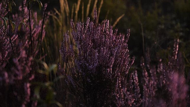 Close up view of some heather plants moving together in the breeze, subtly painting the land with gentle purple colours and natural harmony. The wind bending the heathers creating soft rolling motion.