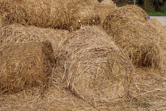 Paddy straw rolls, rice straw bales or vaikol rolls, are compressed bundles of rice stalks collected after harvesting. They are primarily used as affordable livestock fodder, mushroom bedding