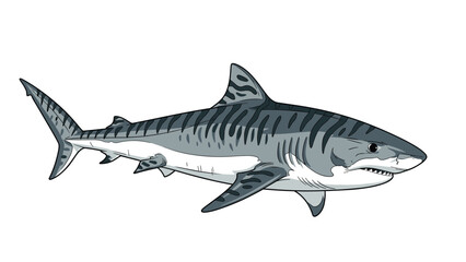 Obraz premium Detailed illustration of a powerful tiger shark swimming with distinctive dark stripes on its sleek grey and white body.