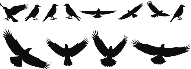 Obraz premium Bird silhouettes collection in flying and perched poses, isolated black avian figures on white background vector set