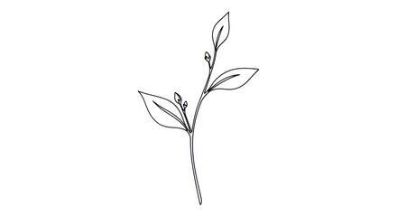 A simple black and white line drawing of a plant stem with leaves and buds on a plain background.