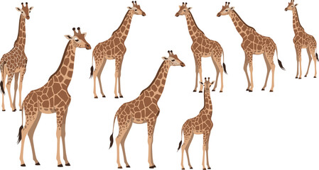 Set of realistic giraffe vector illustrations in different poses representing wildlife, safari and nature animal design © Mdsabbir