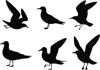 Obraz premium Seagull silhouette set isolated on white background, black flying and standing seabird icons collection for wildlife, nature and design use