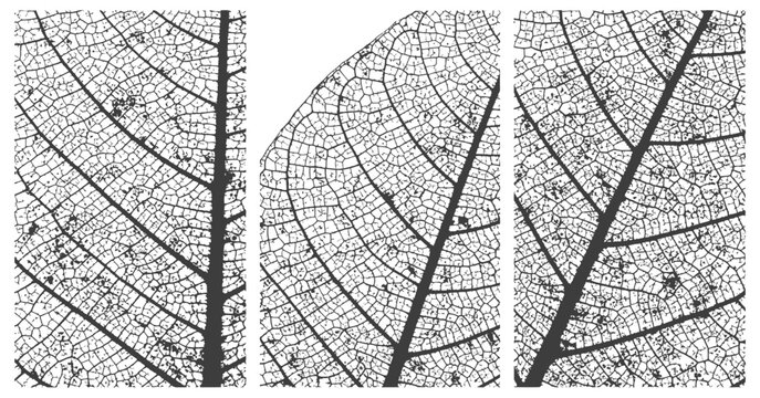 Black and white detailed leaf skeleton vector set three panels natural structure botanical grunge texture background