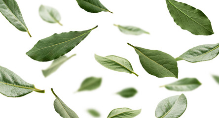 Elegant floating herbs in bright studio setting. Fresh bay leaves delicately floating on white surface creating natural culinary aesthetic