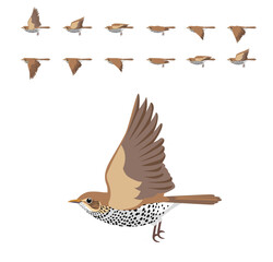 Song Thrush Bird Flying Animation Sequence Cartoon Vector