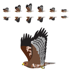 Common Buzzard Flying Animal Animation Sequence Cartoon Vector