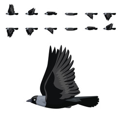 Jackdaw Bird Flying Animation Sequence Cartoon Vector
