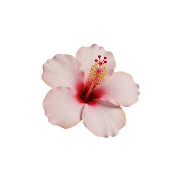 Close up of a light pink hibiscus flower isolated on transparent background