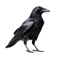 Obraz premium Detailed black crow bird standing on black background studio shot dark animal