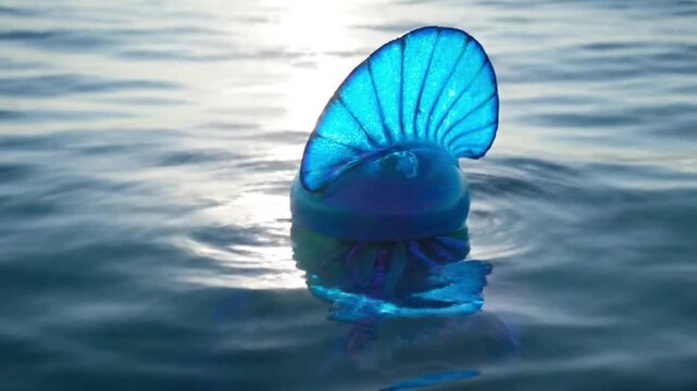 Velella velella, also known as By-the-wind sailor, floating on the ocean surface at sunset.