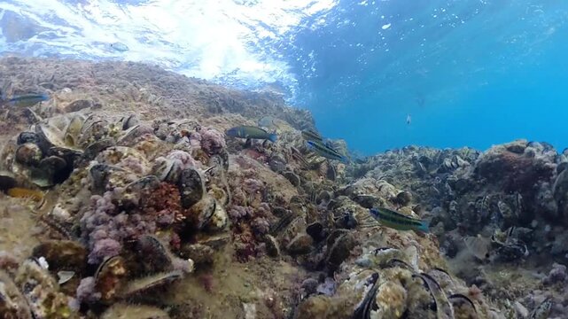 Mussels underwater on a rock on the sea shore, natural scene in mediterranean sea, Black mussels undersea, mussels on rocks undersea, group of common mussels together underwater, Mediterranean food.