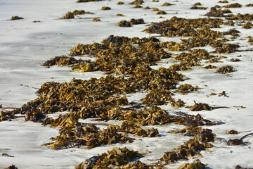 Piles of common brown kelp Ecklonia radiata washed ashore on sandy beach. Location: Auckland New Zealand