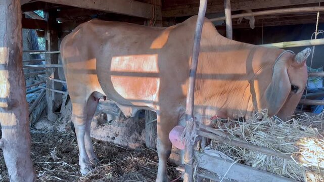 Brown Asian cow standing in a rustic wooden barn while eating dry hay in warm natural light. Authentic rural farming scene showing traditional livestock care, agriculture lifestyle, animal husbandry