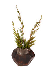 Ceramic vase with tree branches. Object isolated on white background