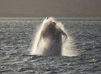 Breaching Humpback Whale, launching its body out of the water in a huge jump.