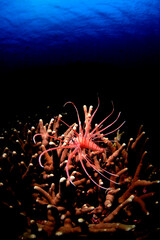 珊瑚礁の上を泳ぐ、ハナミノカサゴ