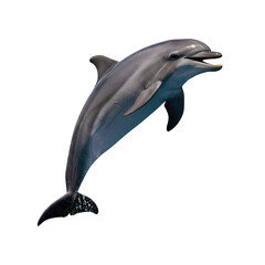 Obraz premium A grey dolphin leaps from dark water with mouth open and teeth visible marine mammal