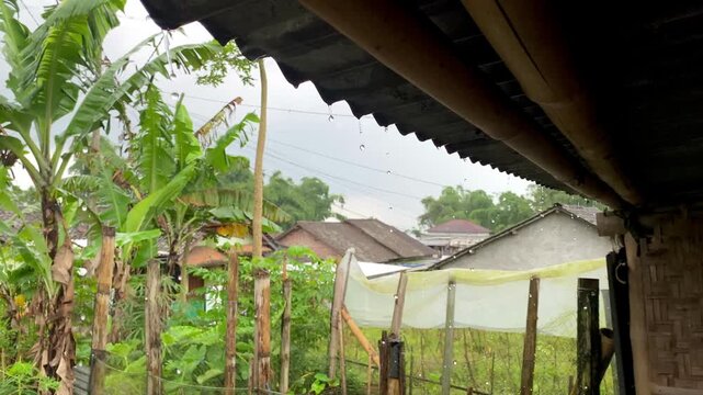 Raindrops falling from a traditional bamboo and zinc roof in a tropical village with banana trees.