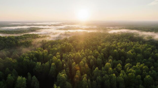 Fog blankets a verdant forest at sunrise, sunlight piercing through