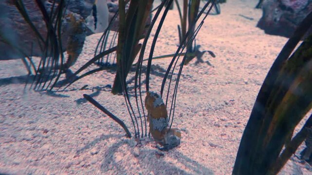 Yellow and white-lined seahorse at Mote Aquarium and Museum in UTC, Sarasota, Florida
