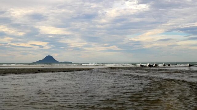 seegulls in stream across Ohope Beach in New Zealand with Moutohora Island in the background