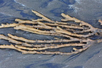 Weathered finger sponge washed ashore on black sand. Location: Auckland New Zealand