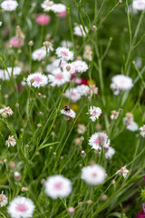 A bee pollinates a white and pink flower in a field of wildflowers in Cornwall park, Auckland, Auckland, New Zealand, in a garden in the city during the daytime. © Zenstratus