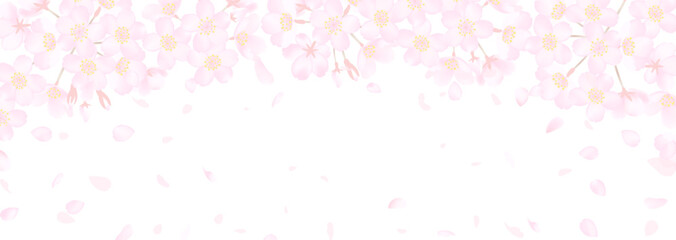 白地に繊細な桜の花のベクターイラスト