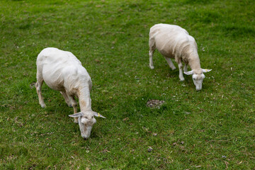 Fototapeta premium Two recently shorn sheep graze on lush green grass in a field in tCornwall park, Auckland, Auckland, New Zealand