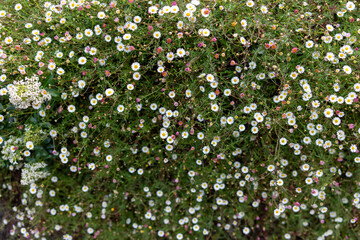 A sea of Erigeron karvinskianus flowers bloom in the garden in Cornwall park, Auckland, Auckland, New Zealand.