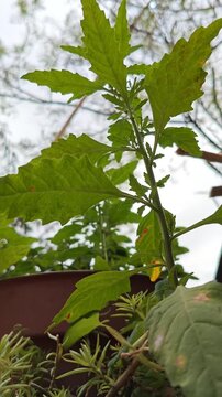 Fresh Epazote plant (Dysphania ambrosioides) growing in a garden.
